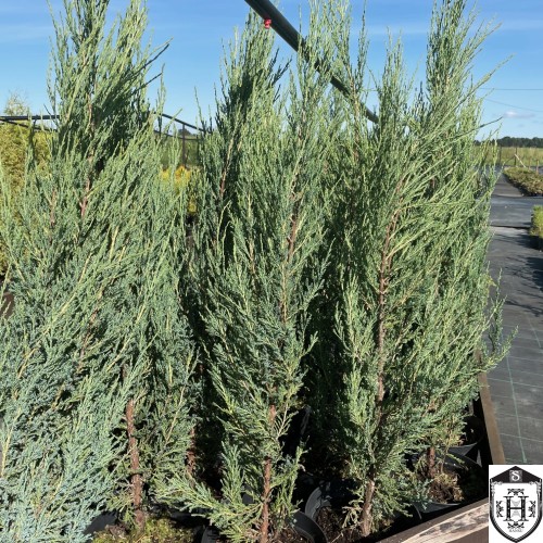 Juniperus scopulorum 'Blue Arrow' - Kaljukadakas 'Blue Arrow'